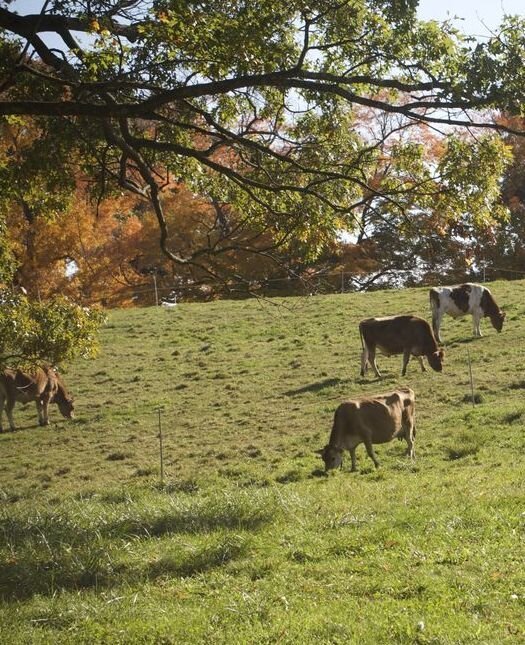 Appleton Farm cows on pasture.jpg